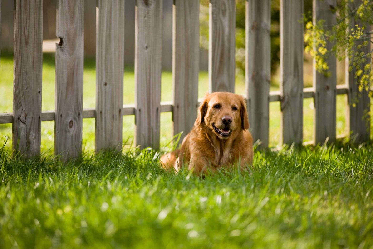 Photo of a Bedford NH wood fence